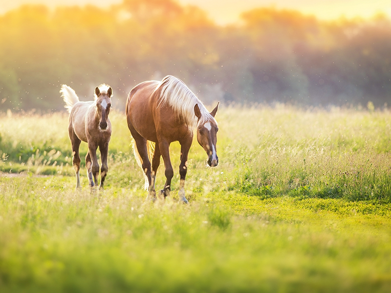 Eine braune Stute läuft entspannt mit ihrem Fohlen dem Fotografierenden entgegen. Die Abendsonne scheint über die beiden und die satte grüne Wiese.
