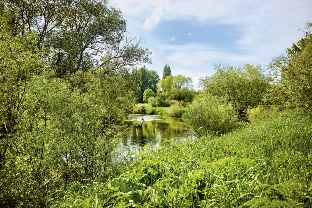 Auf der Leine paddelt ein Kanufahrer. Das Ufer ist dicht bewachsen mit verschiedenen Gräsern, Sträuchern und Bäumen. In dem Fluss spiegelt sich der blaue Himmel und das grüne Ufer.