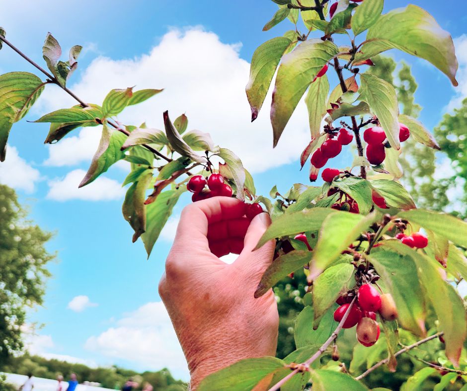 El, dağınık bulutların olduğu mavi bir gökyüzünün altında dalından kırmızı meyveler topluyor.