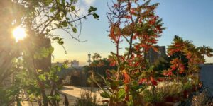 Dachgarten mit Pflanzen im Gegenlicht der Sonne, im Hintergrund ein Fernmeldeturm und Gebäude bei klarem Himmel.
