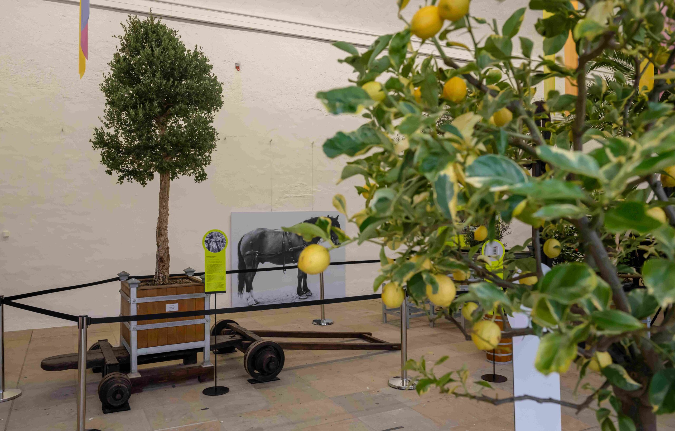 Exhibition with citrus trees and historical trolley in an orangery with information boards and horse photo.