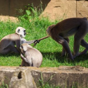 Drei Affen im Zoo, zwei spielen mit einem Stock auf der Wiese, einer sitzt entspannt im Vordergrund.