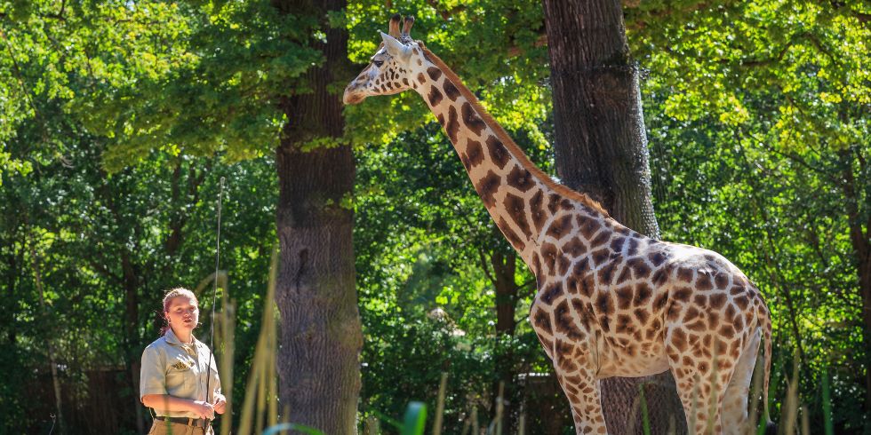 Tierpflegerin steht neben einer Giraffe im grünen, sonnigen Gehege des Erlebnis-Zoos Hannover.