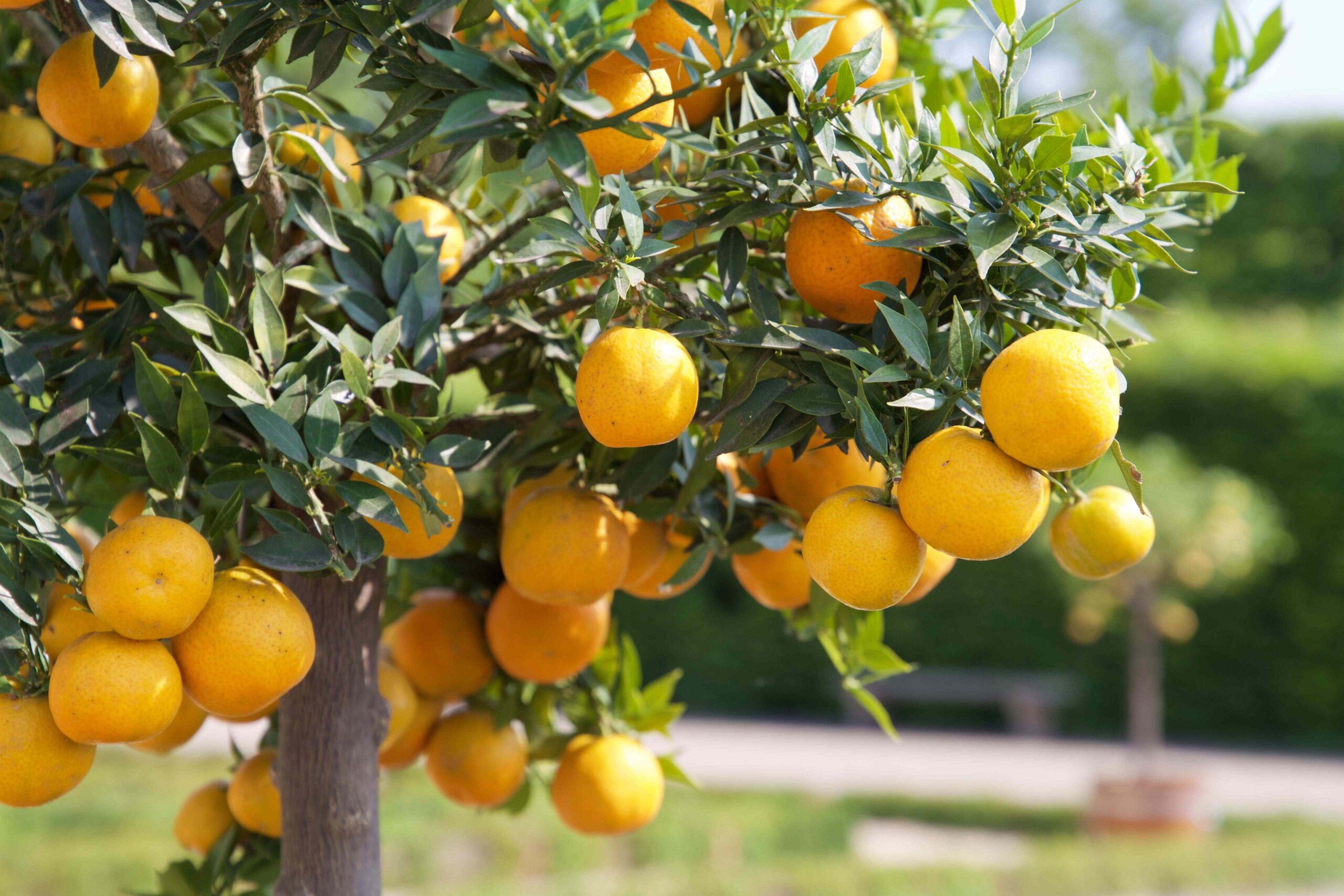 Ripe oranges hanging from a tree with dense green foliage in a sunny garden setting.
